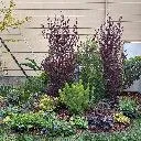 Logo Alexander Nurseries