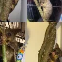 Logo Blossom our Possom