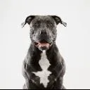 Logo Calm Canine Academy