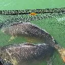 Logo CARP FISHING DIRECTORY