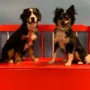 Logo Daley <mark>Obedience</mark>