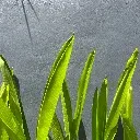 Logo VegEase|自在 · 純植日常