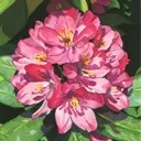 Logo Gouache <mark>Painting</mark> Course