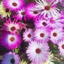 Logo <mark>GreenThumb</mark>