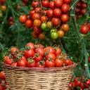 Logo GROUNDED <mark>Backyard</mark> Gardening