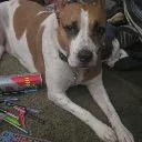 Logo Dogs, Animals, Motivation