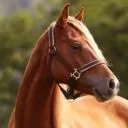 Logo Boost Horse Circulation