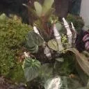 Logo House Plants Master Class