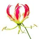 Logo ZEN WITH <mark>FLOWER</mark>S