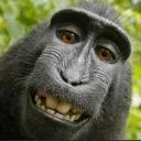 Logo Control Your Monkey