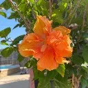 Logo Intelligent Business Mgmt