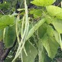 Logo Intermittent Goals