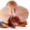 Logo Pro Intimate Skin Lightening