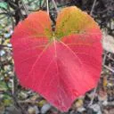 Logo November Daisies