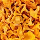 Logo Les champignons de A à Z