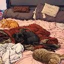 Logo Let there be <mark>cat</mark>