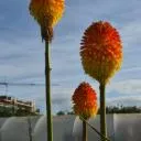 Logo Natural <mark>Garden</mark>ing