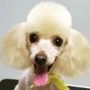 Logo New Mind Dog Grooming