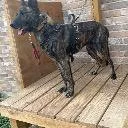 Logo Professional Dog Training