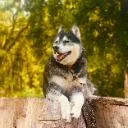 Logo Paw It Forward Online