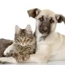 Logo Pet Lovers Club
