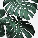 Logo Plant <mark>Haven</mark> Collective