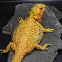 Logo Reptile <mark>Breeder</mark>s