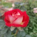 Logo Rise & <mark>Bloom</mark> Sanctuary