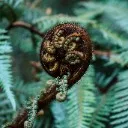 Logo Seeing with Soul