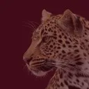 Logo SHE'S THE ONE 🐆
