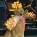 Logo Sociedade Absolutus