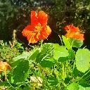 Logo Somatisches Vagusnerv Training