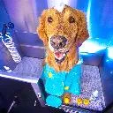 Logo Successful <mark>Pet</mark> Grooming