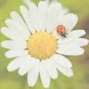 Logo The Gentle Healing Revolution