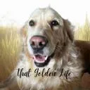 Logo The <mark>Golden</mark> Life