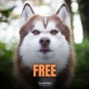 Logo Dog first: Break the old <mark>rule</mark>s