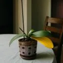 Logo Topp Lymphatics