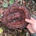 Logo <mark>Washington</mark> Foragers (pics)