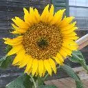 Logo Wellness & Healing Community