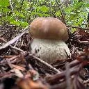 Logo Wild Edible Mushroom Foraging