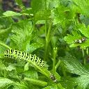 Logo Yomisgma safe space